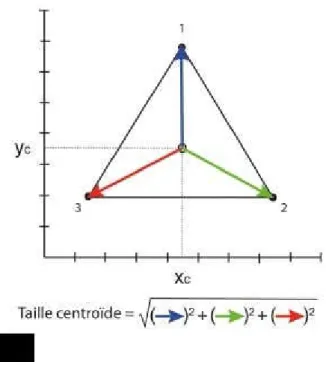 Figure 12 : Visualisation du concept de la taille centroïde calculée à partir des trois points repères d’un triangle équilatéral