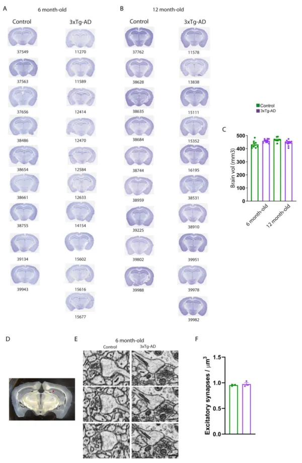 Figure S2. Related to Figure 1. No significant neurodegeneration  and no change in CA1  synapse  density in 3xTg-AD mice 