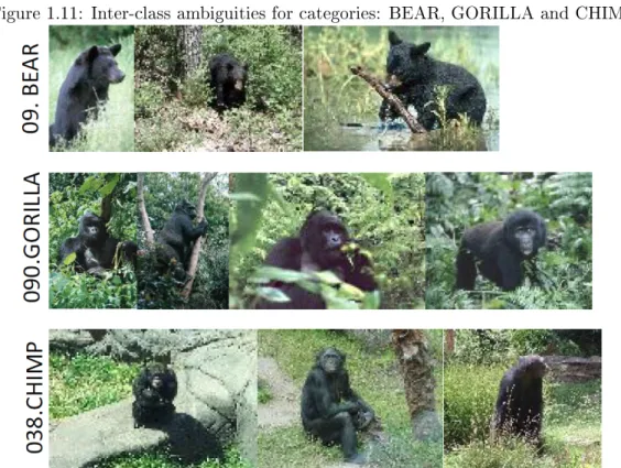 Figure 1.11: Inter-class ambiguities for categories: BEAR, GORILLA and CHIMP