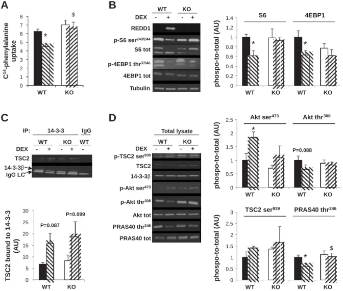 Fig. 4. Protein synthesis and Akt/mechanistic target of rapamycin (mTORC1) pathway activation 5 h after DEX administration (1 mg/kg) in GAS muscles of WT and REDD1-KO mice