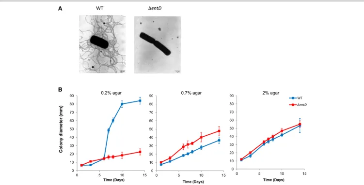 FIGURE 7 | Flagellation and motility of B. cereus wild-type and 1entD mutant strains. (A) Negative staining electron micrographs (× 7000) of wild-type and 1 entD mutant strains