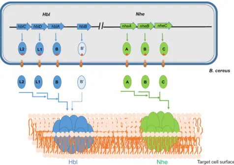Figure 1. Genetic organization of hbl and nhe operons in B. cereus and schematic representation of the  formation of Hbl and Nhe PFTs