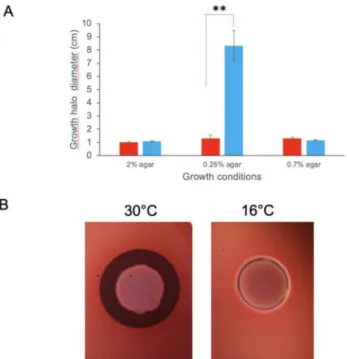 Figure 2. B. cereus phenotypes at high (30 ◦ C) and low (16 ◦ C) temperatures. (A) Motility of B