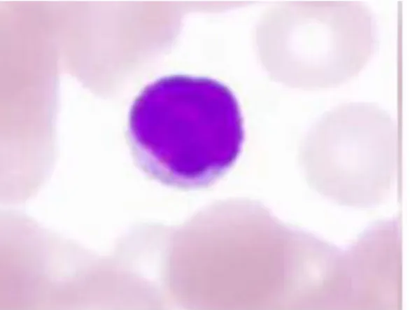 Fig 17 : Les lymphocytes ( microscopie optique ) (Kohler, 2011) 
