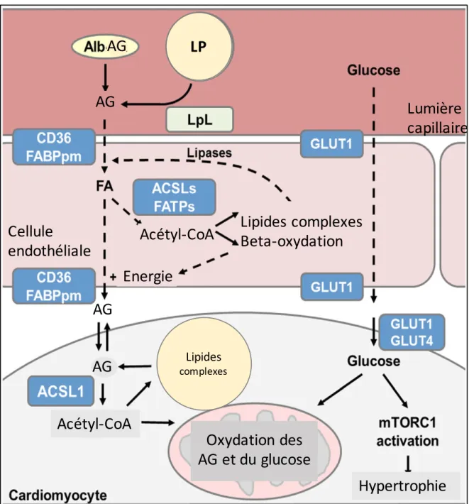 Figure 1 : Métabolisme cardiaque normal. D'après Pascual F et Coleman RA, 2016.  