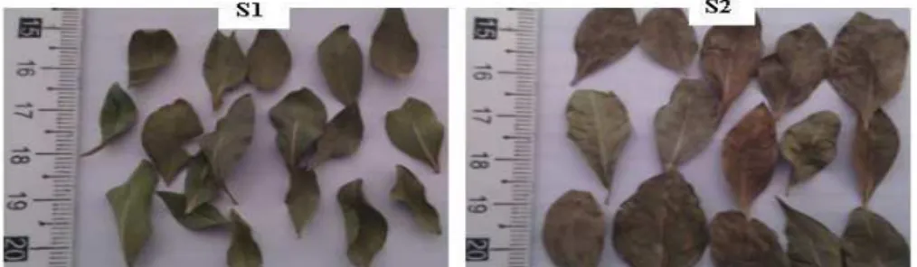 Figure 1. L. inermis samples used in this study, S1: leaves from Adrar region and S2: leaves from   Bescra region