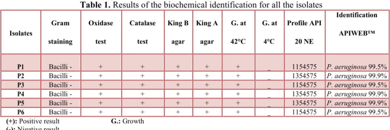 Table 1. Results of the biochemical identification for all the isolates  Gram  Oxidase  Catalase  King B  King A  G