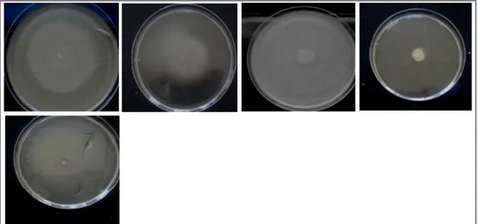 Fig. 7. Effect of Ammi visnaga (L) methanolic extract on swarming motility of Bacillus cereus