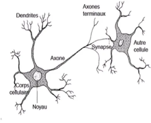 Figure 2.1     Deux neurones connectés  