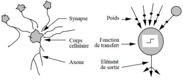 Figure  2.3  Mise en correspondance neurone biologique / neurone artificiel (Tou 91)  