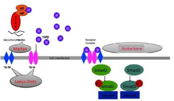 Figure 14:  Voie de signalisation du TGFβ (adapté d’après  De Backer et al.  59 ). 