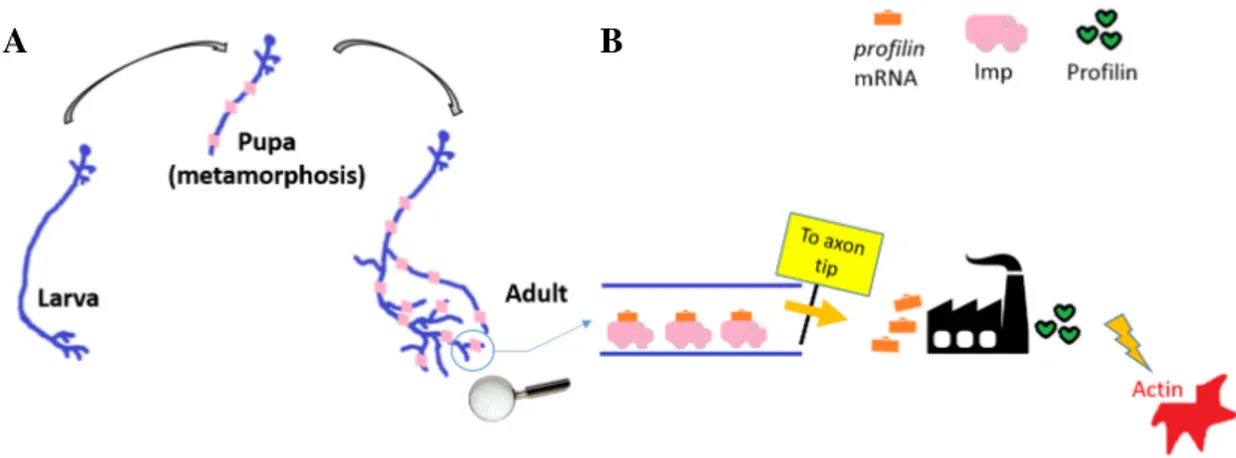 Fig. 2.4 The role of Imp and Profilin during remodelling. (A) Scheme of a γ neuron remodelling