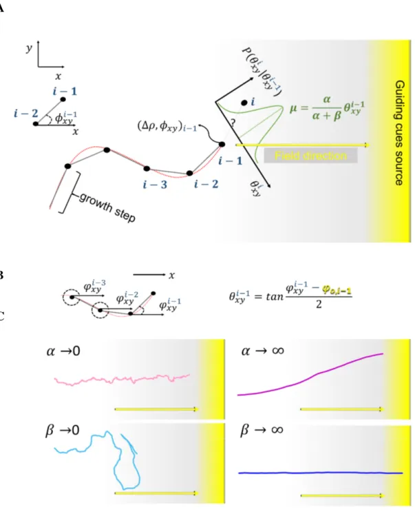 Fig. 4.4 3D Mathematical model of individual axon growth. (A) The axon elongates step by step (grey segments), each step being delimited by the current point in space i and the previous one, i − 1