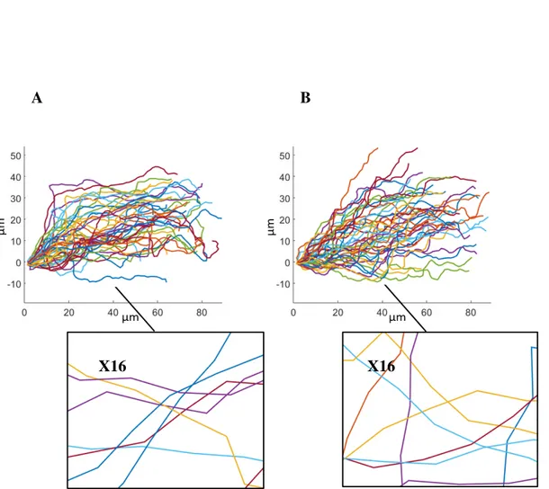 Fig. 4.6 Data reconstruction and simulation with ∆ρ = 1.44µ m. (A) Main axon trajectories from wild-type data, with a step size of 1.44µm