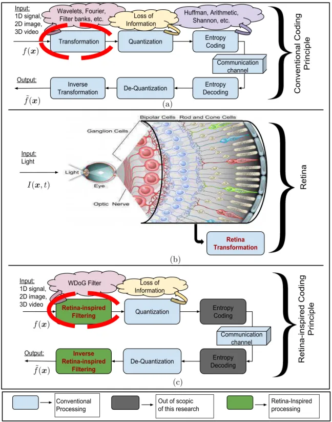 Figure 2.20: Motivation of the dynamic non-separable OPL retina-inspired filtering. (a) Conventional coding principle which consists of a static transform that we aim to replace with a dynamic one
