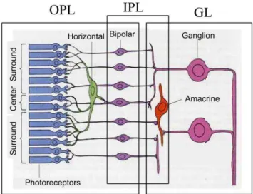 Figure 3.2: The retinal layers according to [Wohrer and Kornprobst, 2009]. This figure shows the connectivity and hierarchical structure of the retinal cells.