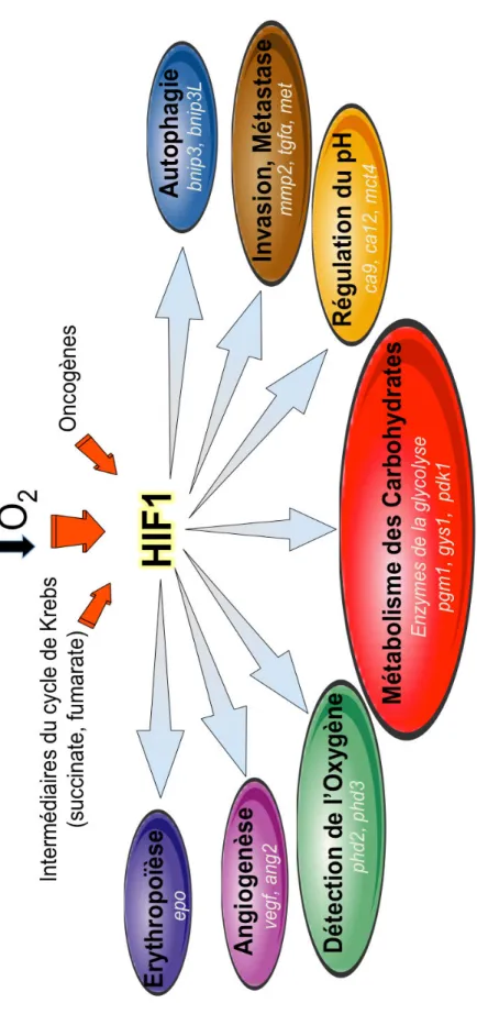 Figure 3 : Fonctions majeures de HIF1 impliquées dans l’adaptation cellulaire à l’hypoxie et le développement tumoral  HIF1, stabilisé par l’hypoxie, les oncogènes et/ou l’accumulation d’intermédiaires du cycle de Krebs, induit la transcription des gènes  