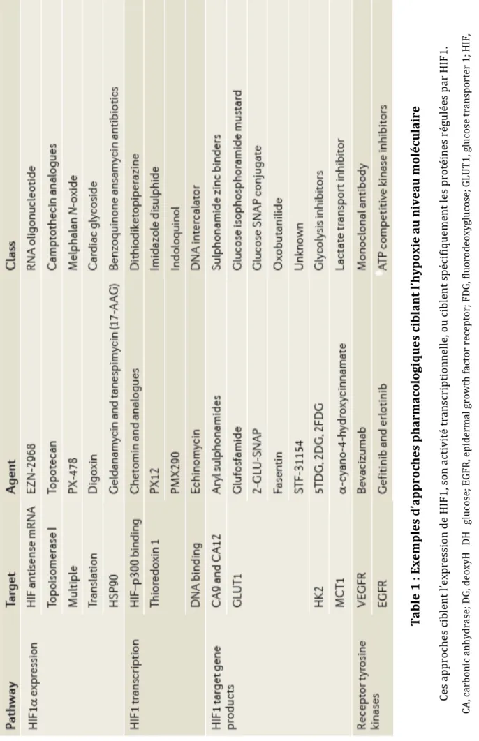 Table 1 : Exemples d’approches pharmacologiques ciblant l’hypoxie au niveau moléculaire  Ces approches ciblent l’expression de HIF1, son activité transcriptionnelle, ou ciblent spécifiquement les protéines régulées par HIF1 HDHglucose; EGFR, epidermal grow