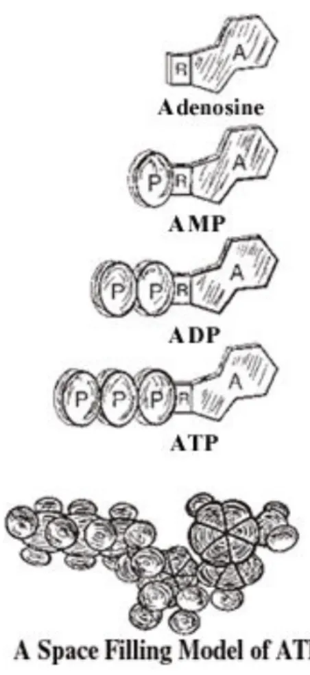 Figure 7 : Représentation de la molécule d’ATP et ses produits d’hydrolyse 