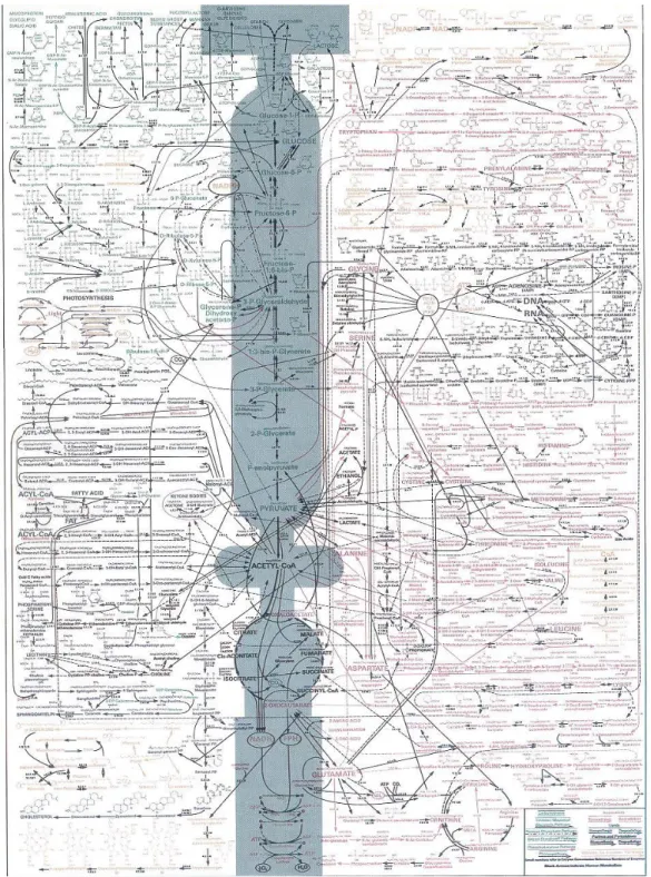 Figure 8 : Représentation du réseau métabolique cellulaire