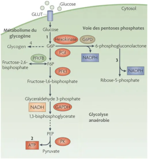 Figure 9 : Voie de la glycolyse anaérobie