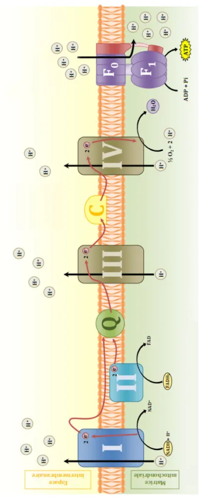 Figure 11 : Représentation simplifiée de la chaîne respiratoire et de la phosphorylation oxydative (OXPHOS)  La chaîne respiratoire est constituée de quatre complexes protéiques dans la membrane interne mitochondriale et de la pompe proton ATPase  permetta