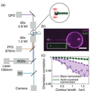FIG. 2. Nanotube force distribution. Distribution of the nanotube force F 0 (L tube  10–20 μ m) before (bare, magenta) and after  (actin-covered, green) actin polymerization