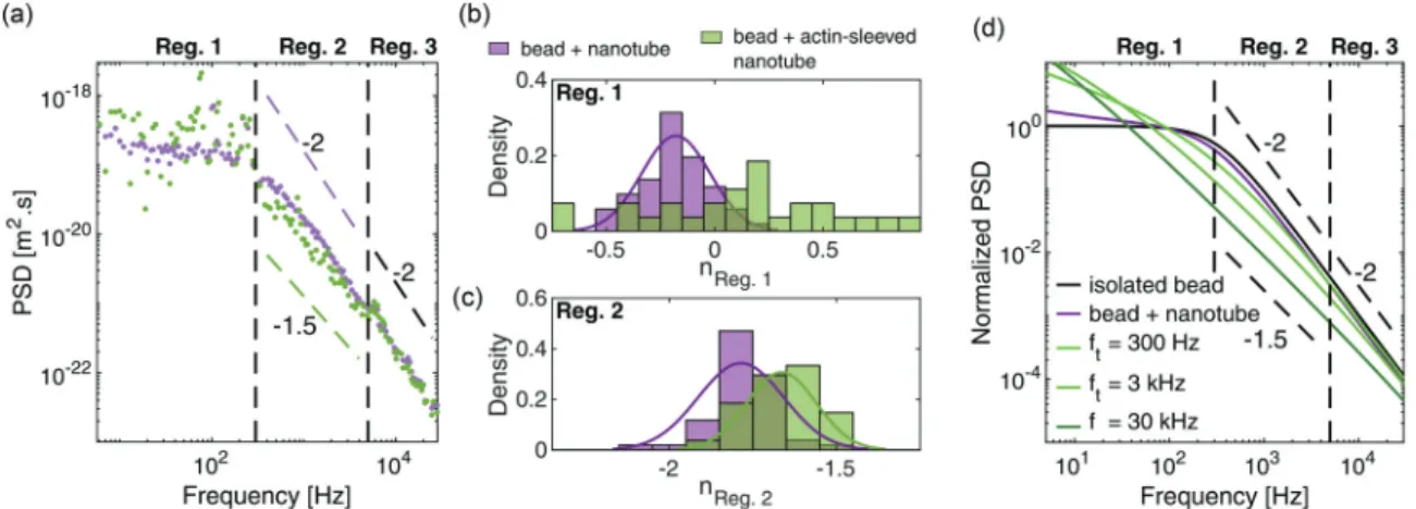 FIG. 4. (a) PSD as a function of the frequency f for a bare membrane nanotube (magenta) and after covering with actin (green)