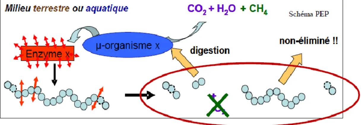 Figure I.11 : Mécanisme de la biodégradation du  polymère.  