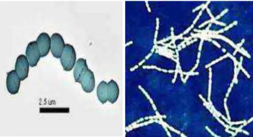 Figure 06. Aspect microscopique des bactéries lactiques du yaourt  4.3. Intérêt et fonctions des bactéries du yaourt : 