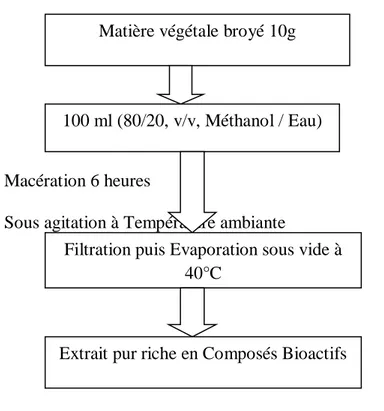 Figure 08. Etape d’extraction des composés phénoliques de Mentha piperita L (Sultana et al