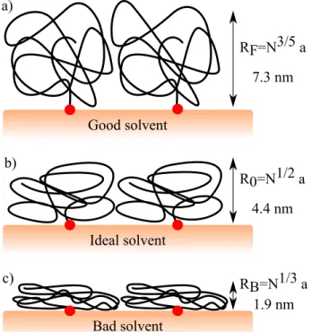 Figure 5: Conformations of polymer chain grafted on Si 3 N 4 membrane a) behavior in good solvent regime b) in ideal solvent regime c) in bad  sol-vent regime