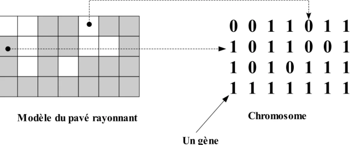 Figure 2.5: Relation entre un problème physique (phénotype) et le chromosome (génotype) pour le codage à deux états