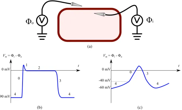 Figure 2.4: Measure of action potential: (a) Ideal picture of single-cell AP measure us- us-ing needle electrodes; (b) and (c) AP profile for normal cardiomyocytes and pacemaker cells respectively.
