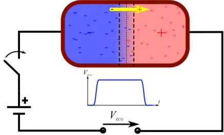 Figure 2.5: Hypothetical setup and measure of a single-cell double-layer field potential.