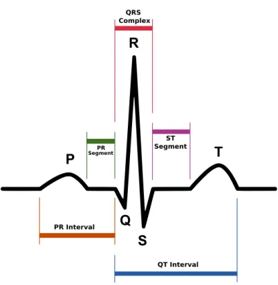 Figure 2.8: Standard ECG deflections and timings 2.