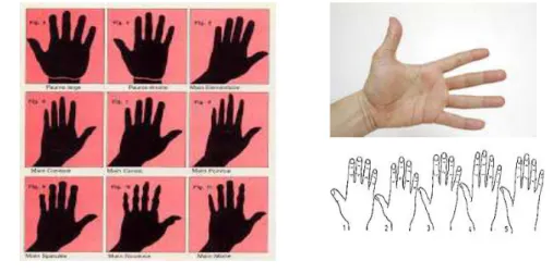Figure II.5 Forme de la main. 