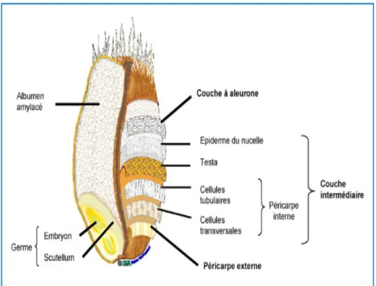 Figure 1 : Anatomie schématique du grain de blé et proportions relatives des  principaux tissus du grain adaptée à Surget et Barron, 2005 