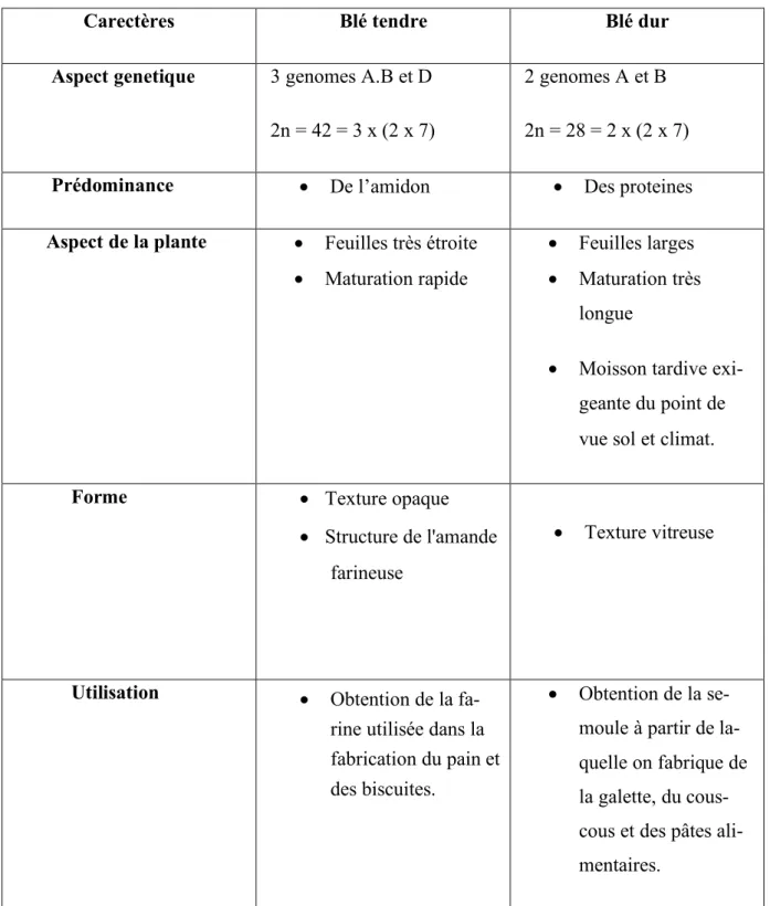 Tableau 02 : Différences entre blé tendre et blé dur (Aidani, 2015)
