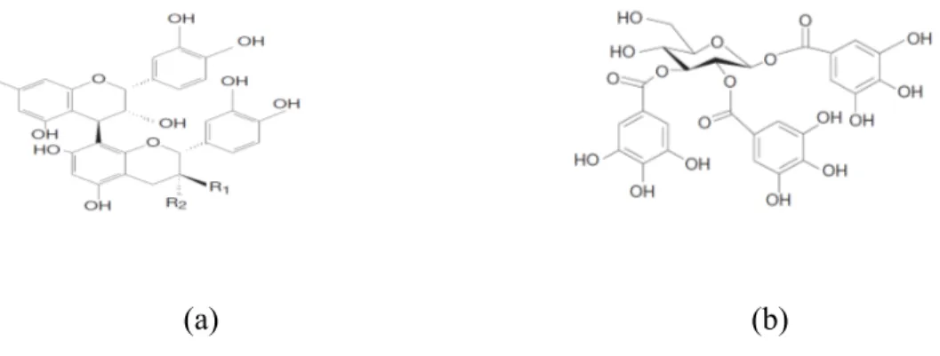 Figure 10: Structure chimique (a) d’un tanin condensé (proanthocyanidine) et (b) d’un gallotanin  (1,2,3-tri-O-galloyl-β-D-glucose) (Peters, 1995)