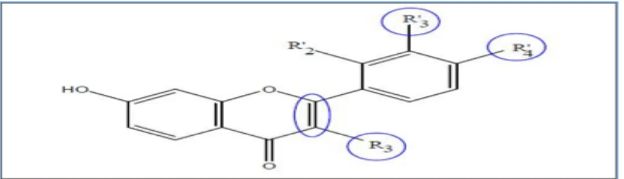 Figure 11: Flavonoïdes et leurs sites proposés pour l’activité antioxydant comme la chélation des  ions métalliques (Chabil, 2006)