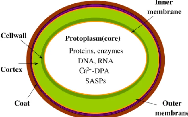 Figure 1. Bacillus subtilis spore structure (adapted from [1]).