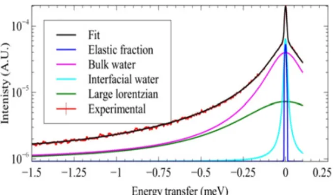 Figure 2. Experimental and calculated contributions for Q = 1.48 ˚ A −1 on IN6.