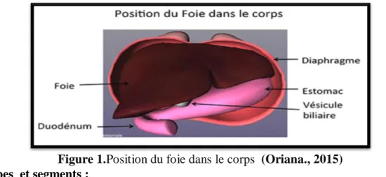 Figure 1.Position du foie dans le corps  (Oriana., 2015)  1.3 Lobes  et segments : 