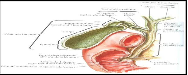 Figure 5. Anatomie générale de la vésicule biliaire et des voies biliaires extra-hépatiques