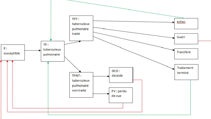 Figure 4.2 – Le modèle épidémique de la tuberculose. 