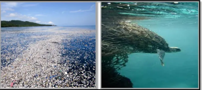 Figure  10:  Floating  plastic  debris  in  coastal  waters  in  The  Bay  Islands,  Honduras  (left)   turtle entangled in a ghost net (right) (Radhan et al 2019)