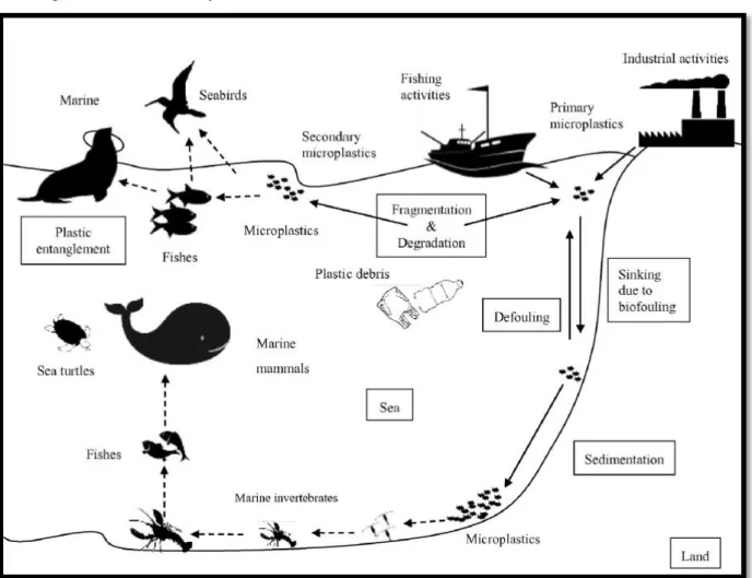 Figure 11:  Potential pathways of plastic debris transportation and  its biological  interactions