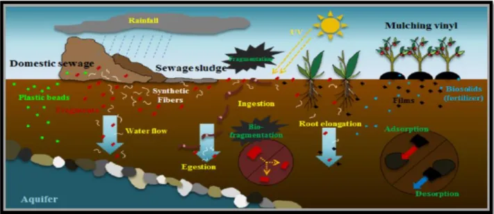 Figure  13:  Schematic  of  the  flow  of  plastic  wastes  in  the  soil  environment  and  their  distributions and fate in soil  ( Chae and An 2018)