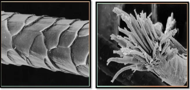Figure 2: SEM (Scanning Electron Microscopy )  of wool fiber showing the cuticle cells    (Rippon et al 1992).